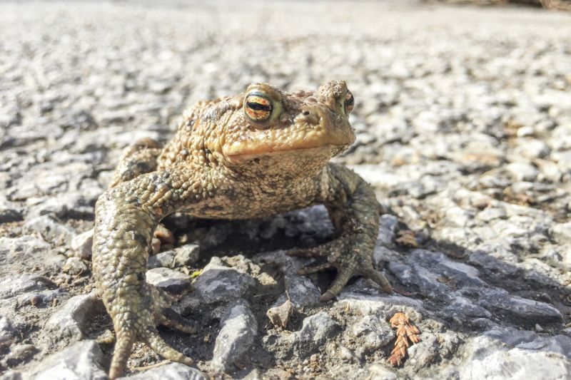 Kröte
