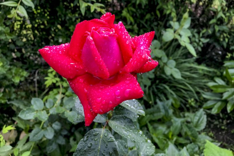 Rote Rose